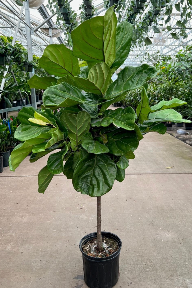 Ficus lyrata