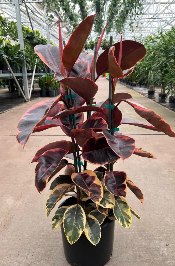 Ficus elastica (decora) 'Ruby'