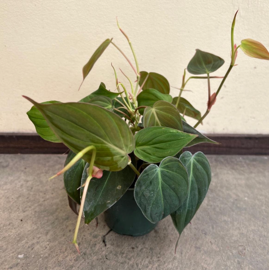 Philodendron 'Micans'