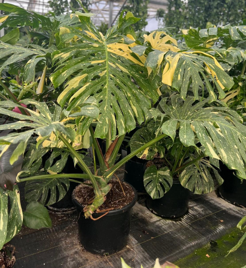 big monstera thai constellation Monstera Thai Constellation