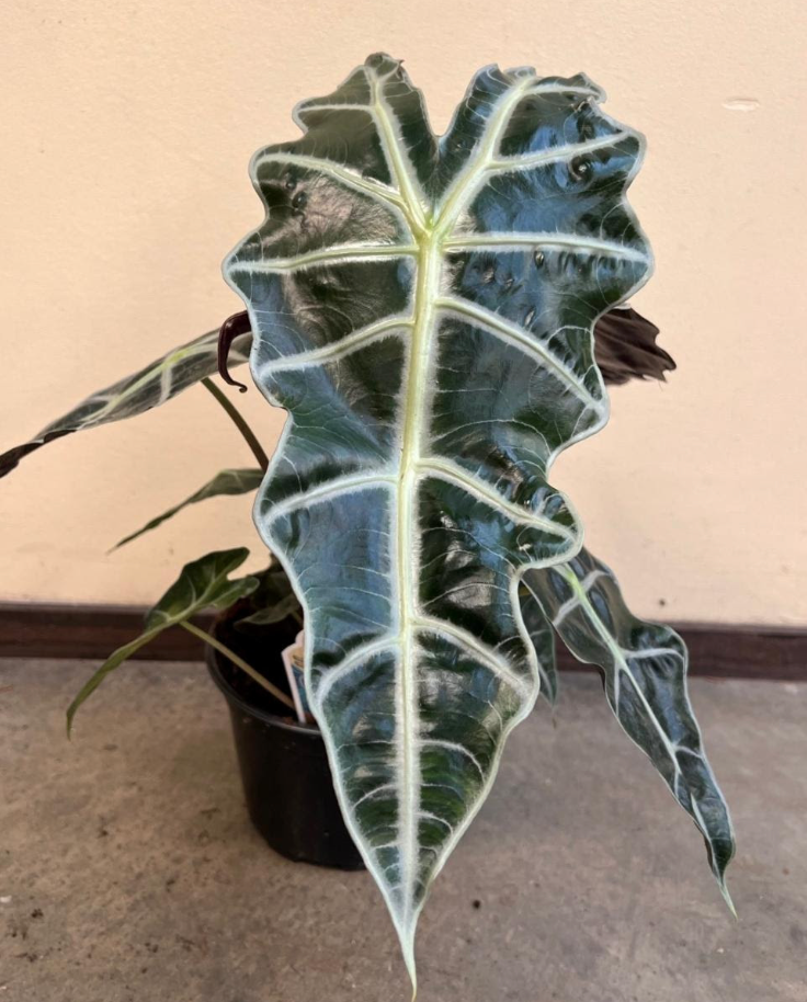 Alocasia 'African Mask'