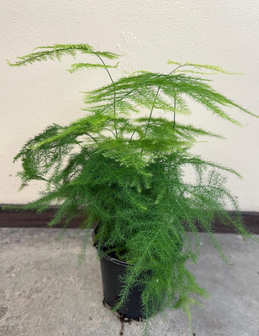 asparagus setaceus hanging fern plant Asparagus setaceus (setacea) 'Plumosa' – Heron's Head Nursery