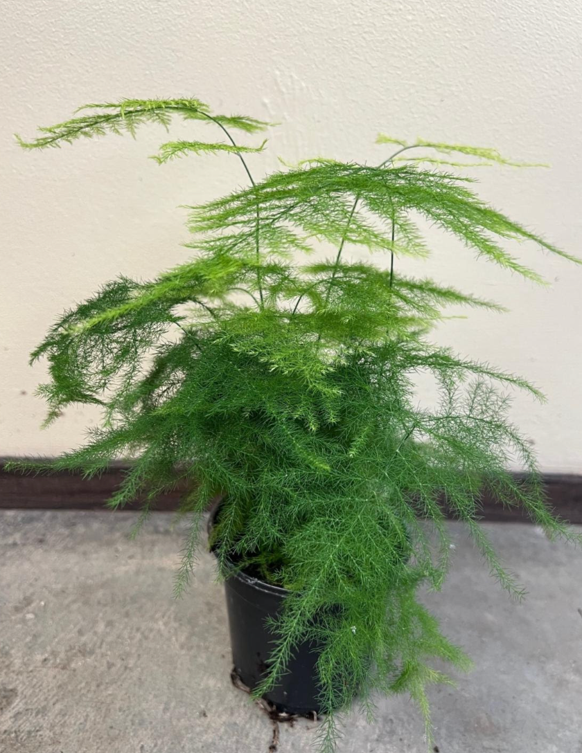 Asparagus fern 'Plumosa'