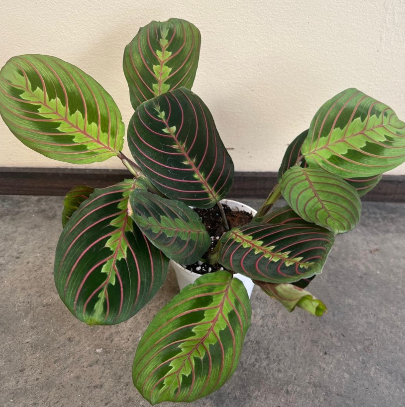 hanging red prayer plant Maranta Red – Heron's Head Nursery