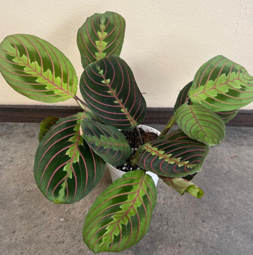 Maranta Red