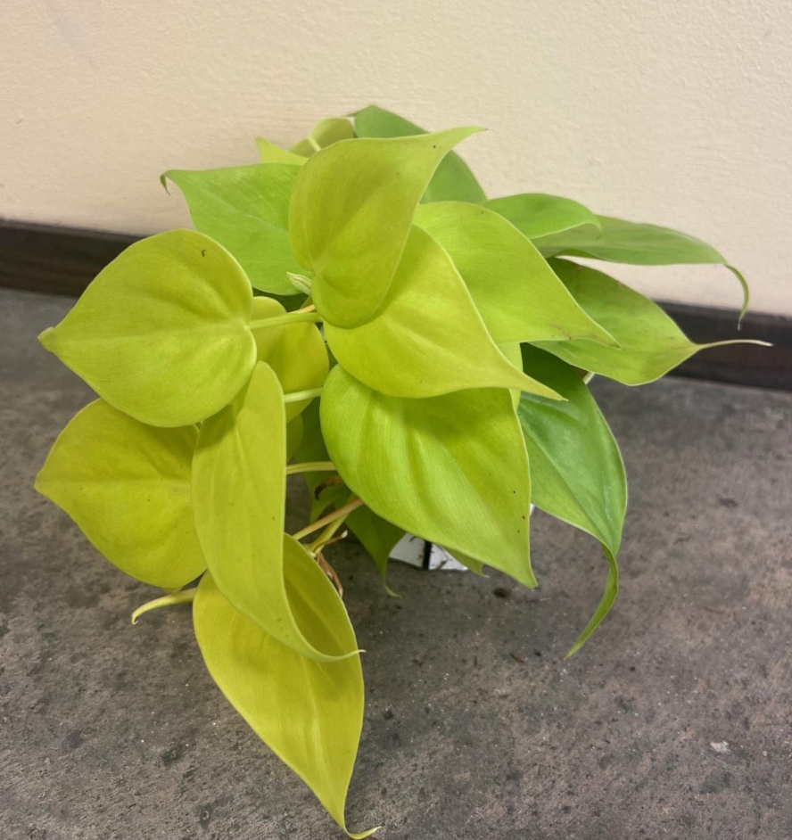 Epipremnum pinnatum (Pothos) 'Golden Big Leaf'