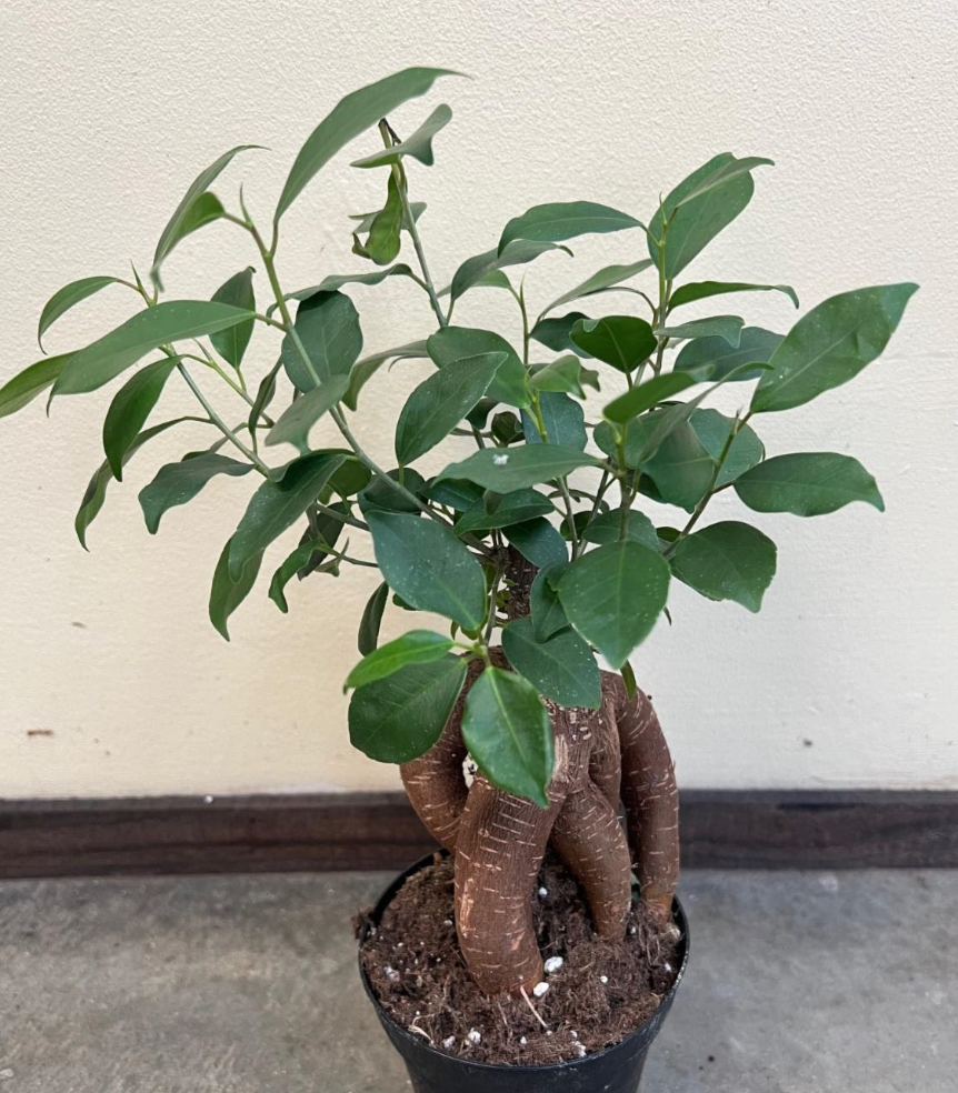 Ficus 'Ginseng  Character'