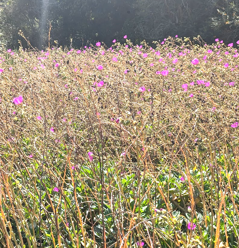 Cistanthe grandiflora (Calandrinia spectabilis)