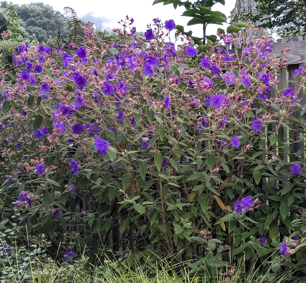 Tibouchina urvilleana