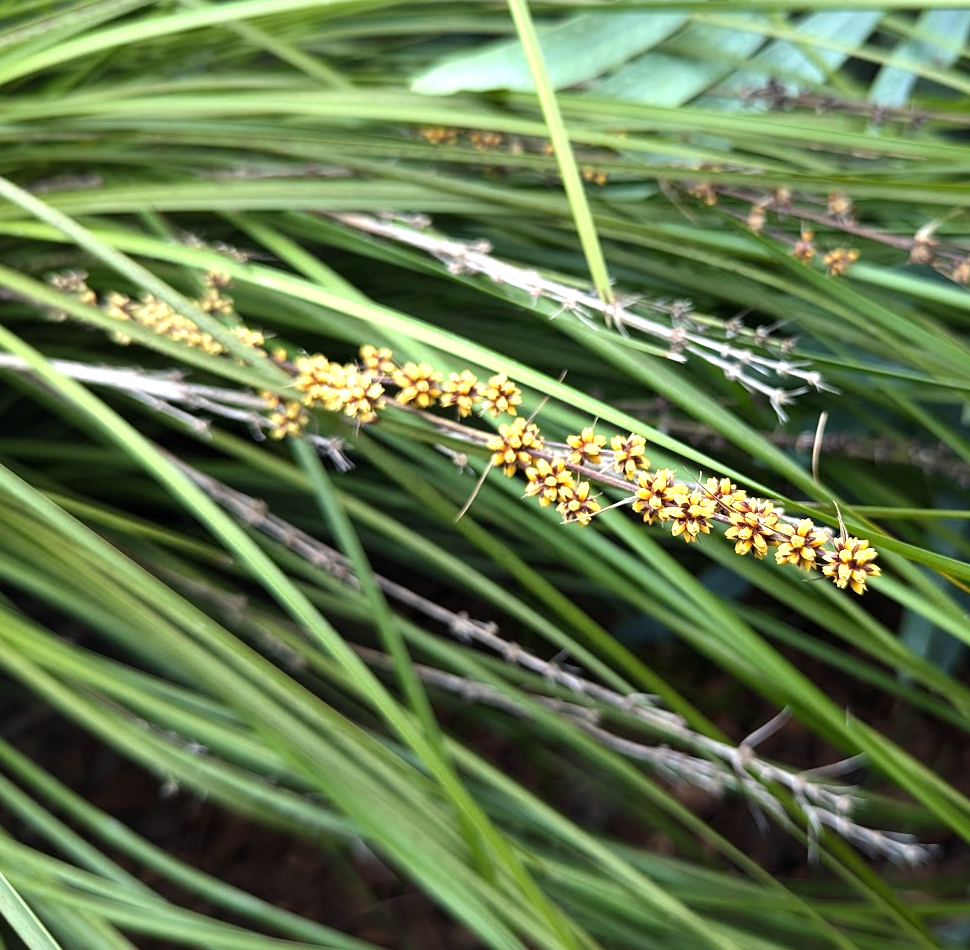 Lomandra longifolia 'Breeze'