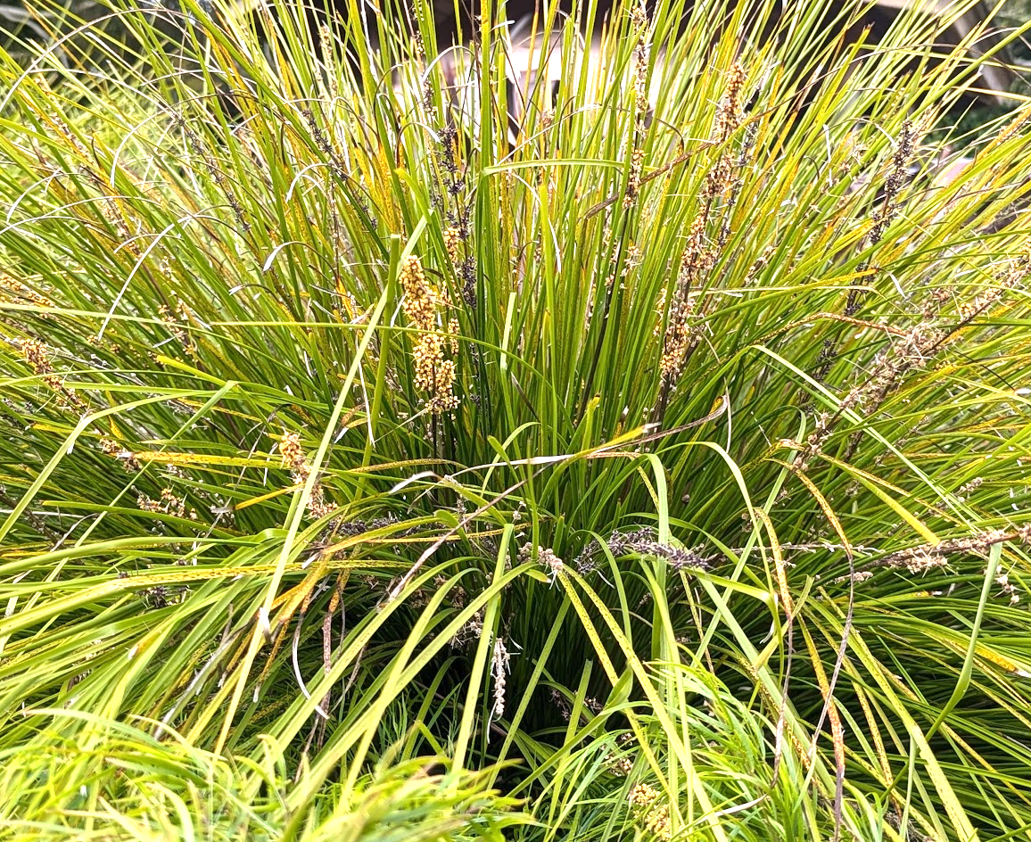 Lomandra longifolia 'Breeze'