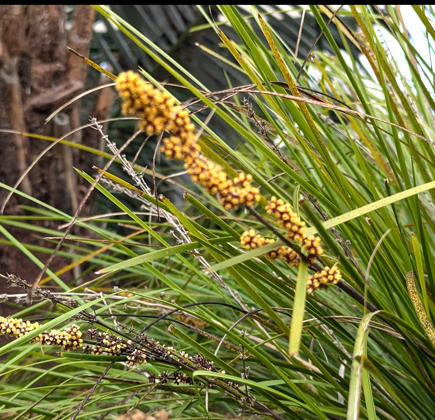 Lomandra longifolia 'Breeze'