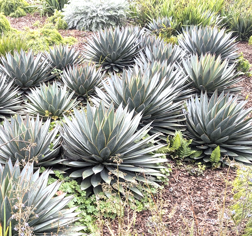 Agave 'Blue Glow'