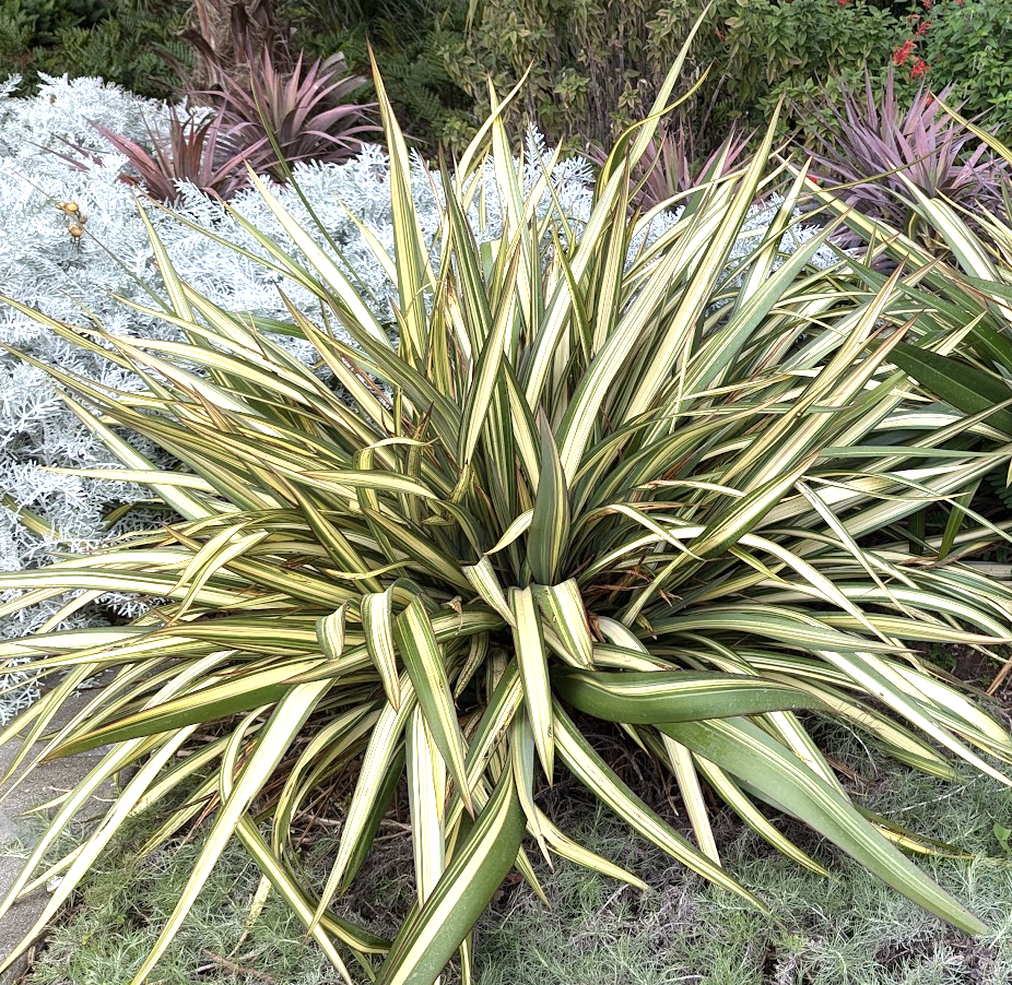 Beschorneria yuccoides 'Flamingo Glow'