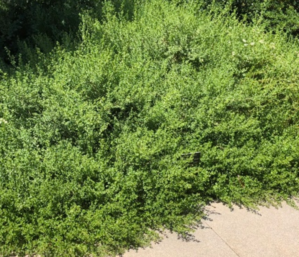 Baccharis pilularis 'Pigeon Point'