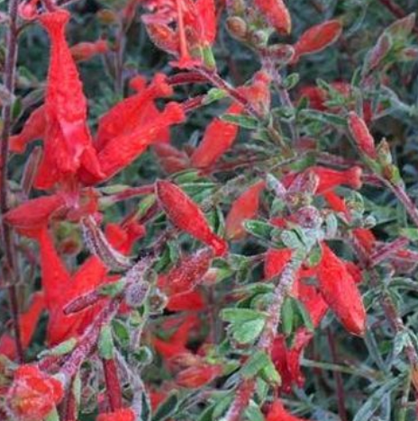 Epilobium  (Zauschneria) canum ssp. canum 'Calistoga'