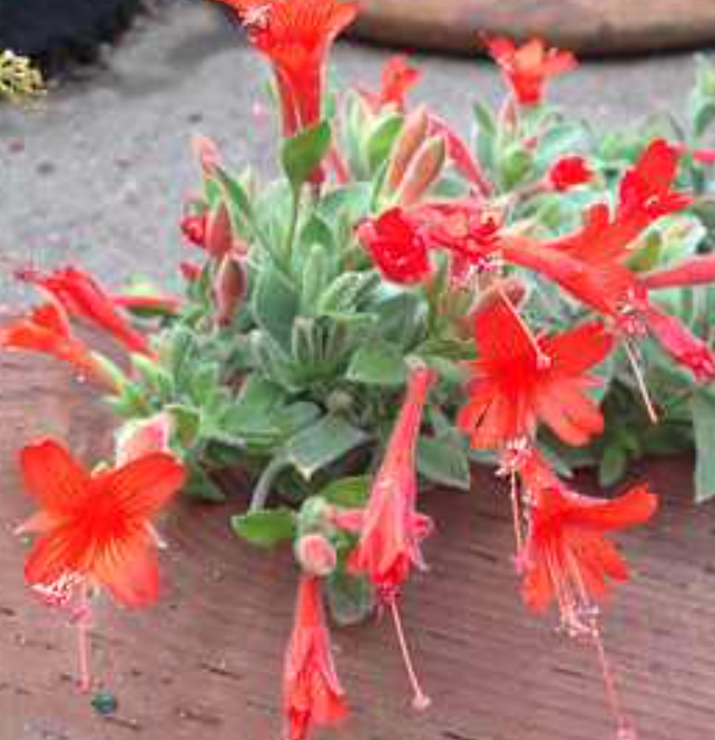 Epilobium  (Zauschneria) canum var. latifolium 'Everett's Choice'