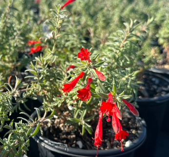 Epilobium (Zauschneria) canum 'Chaparral Silver'