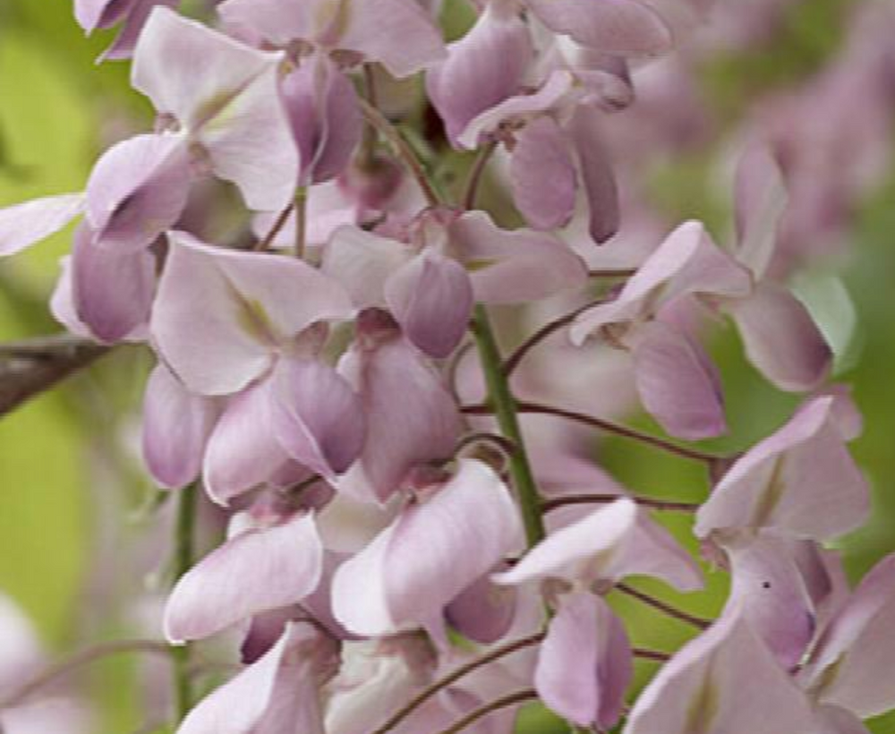 Wisteria floribunda 'Hon-beni'