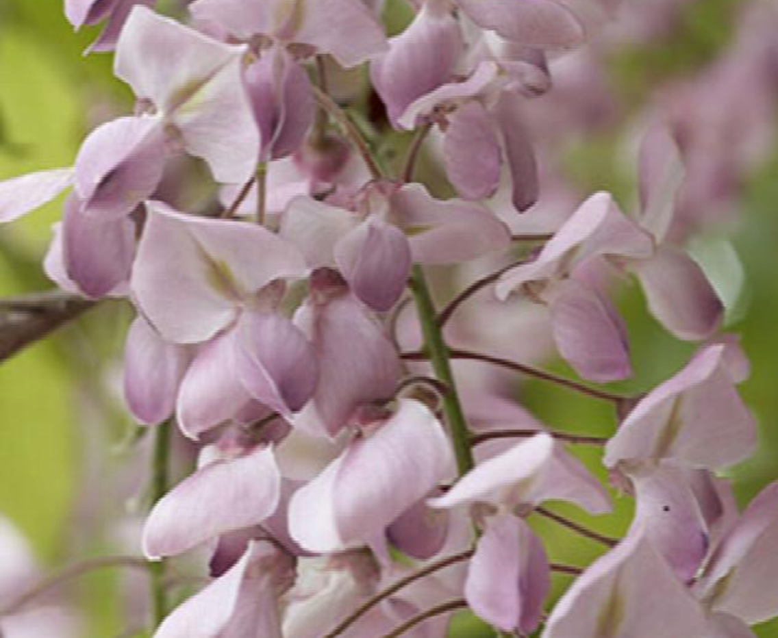 Wisteria floribunda 'Hon-beni'