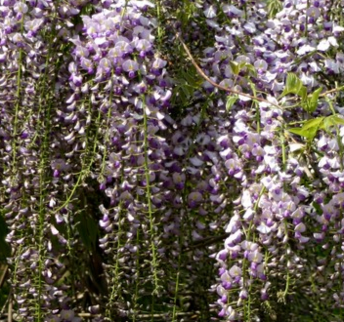 Wisteria floribunda 'Kyushaku' ('Macrobotrys')