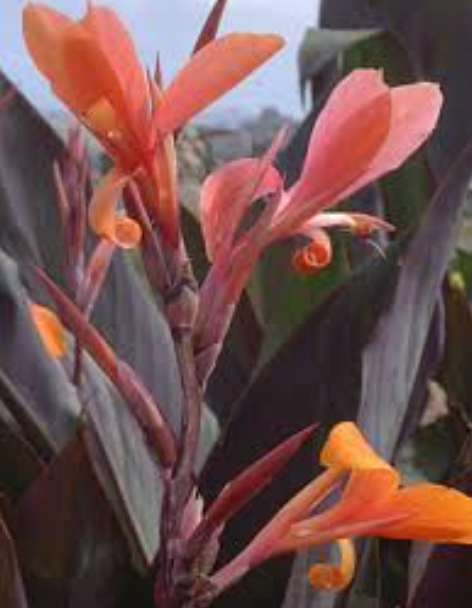 Canna 'Intrigue'