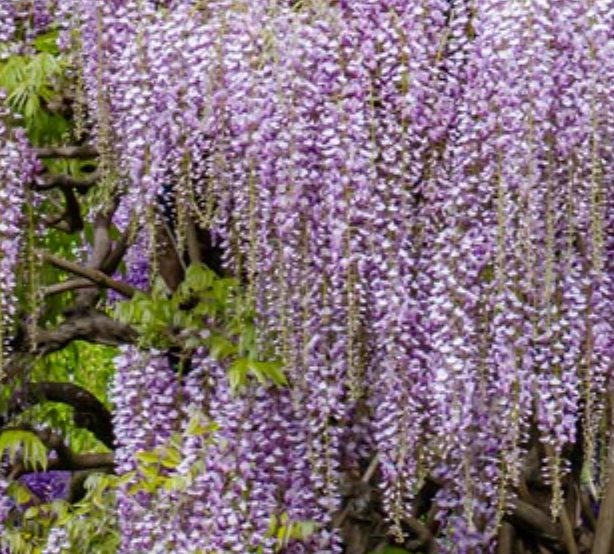 Wisteria floribunda 'Lavender Lace'