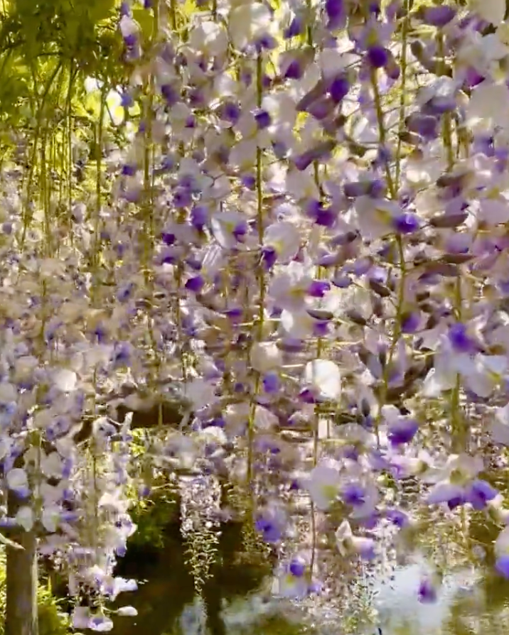 Wisteria floribunda 'Tea Garden Form'