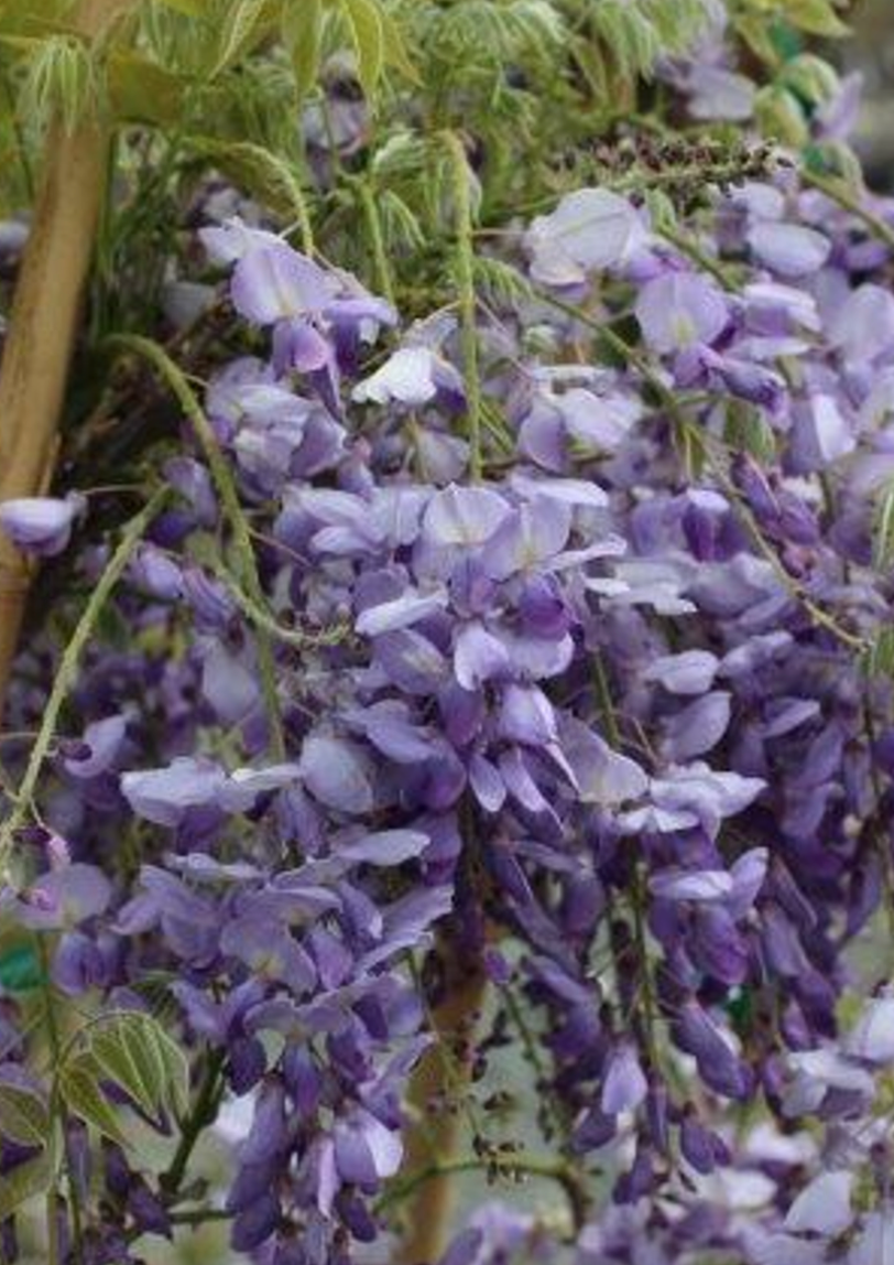 Wisteria sinensis 'Caroline'