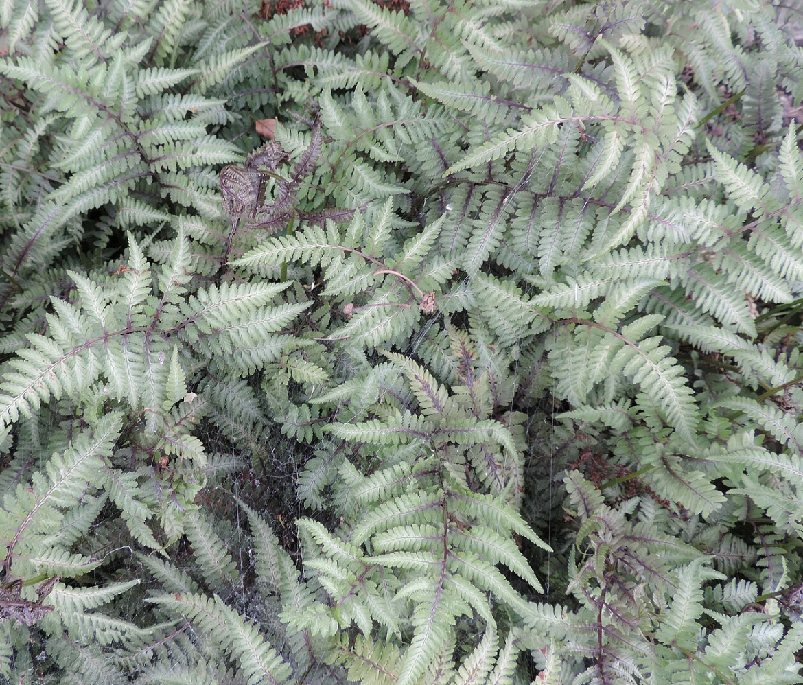 Athyrium (Anisocampium) niponicum 'Red Beauty'