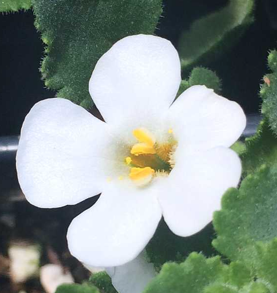 Sutera 'Big Bloom White'