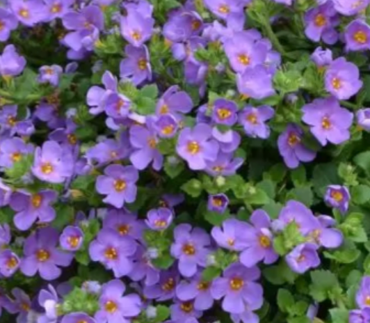 Sutera cordata 'Epic Blue'