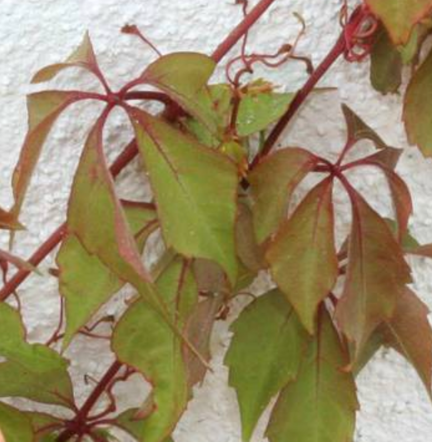 Parthenocissus 'Hacienda Creeper'