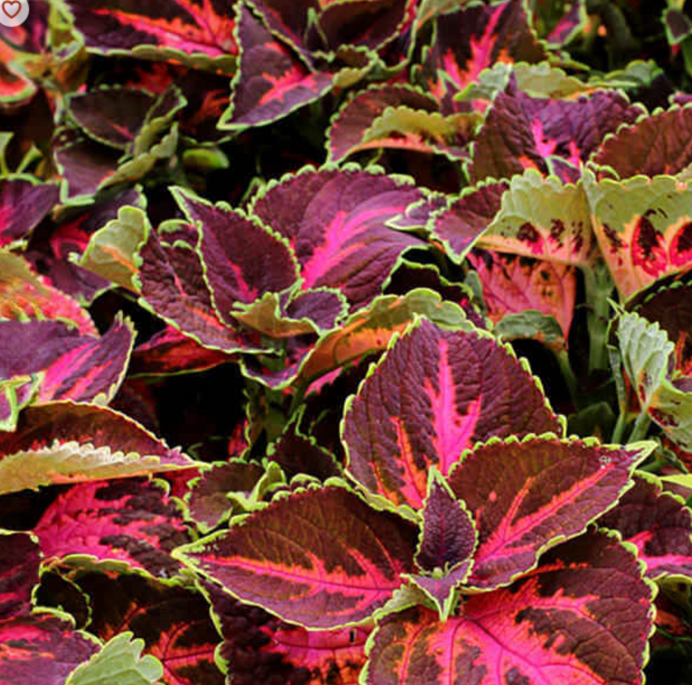 Coleus 'Festive Dance'