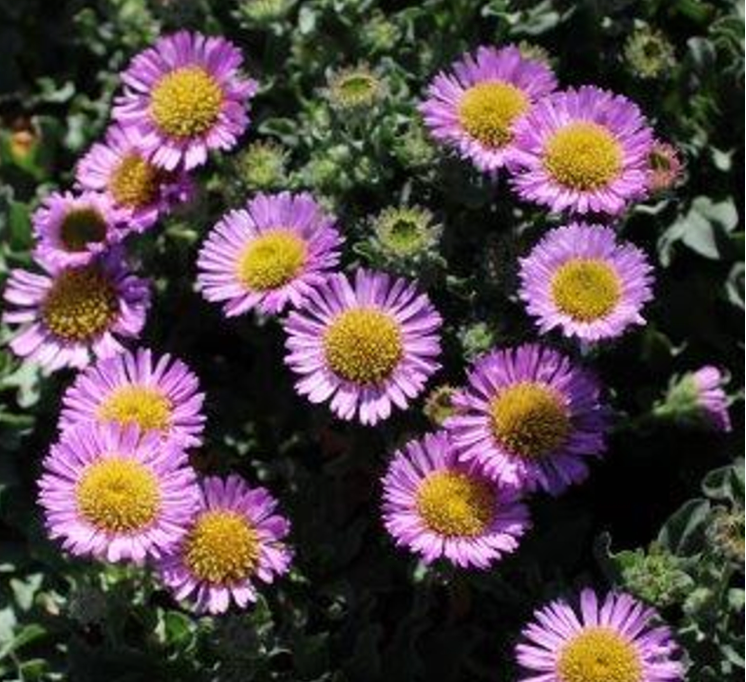 Erigeron glaucus 'Sea Breeze'