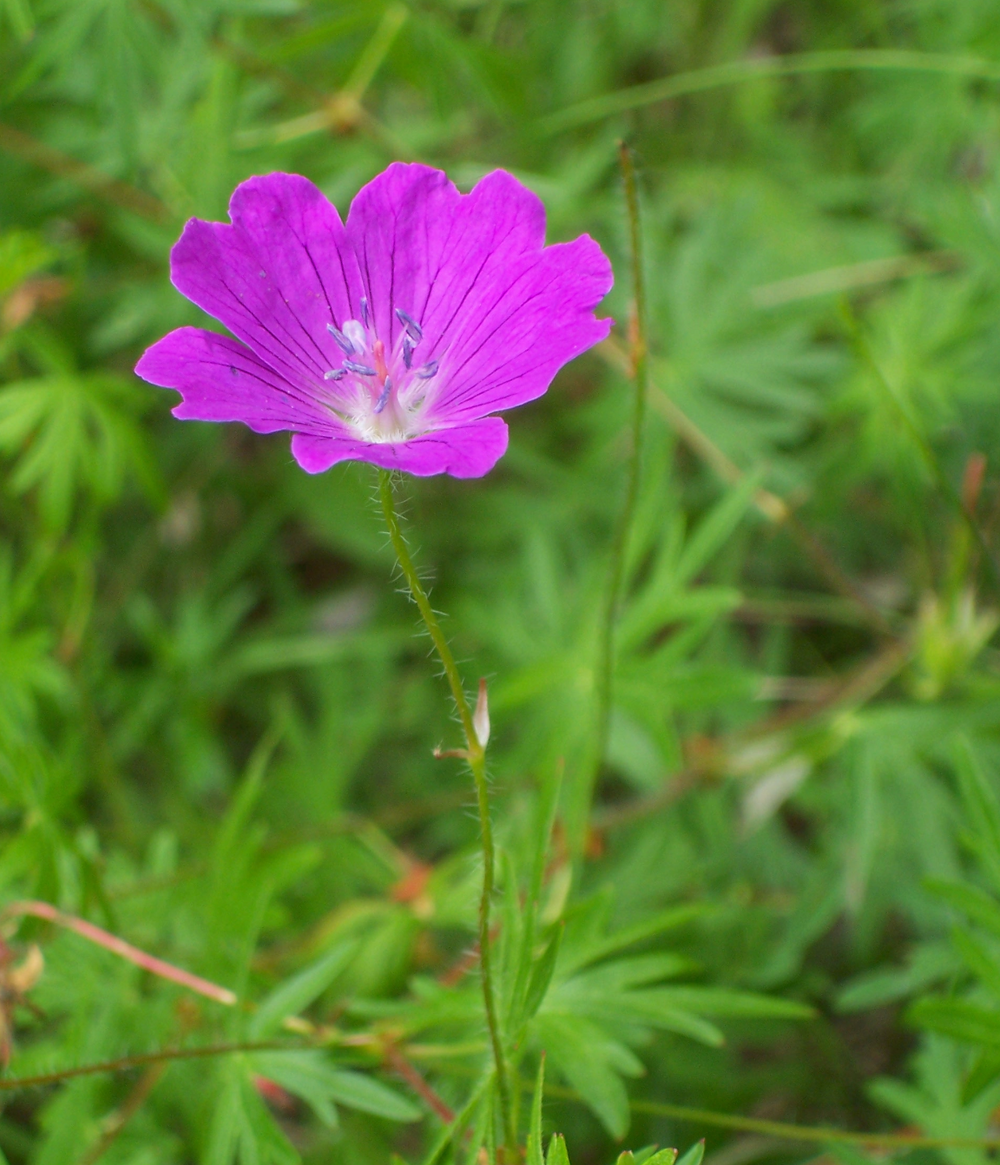 Geranium sanguineum