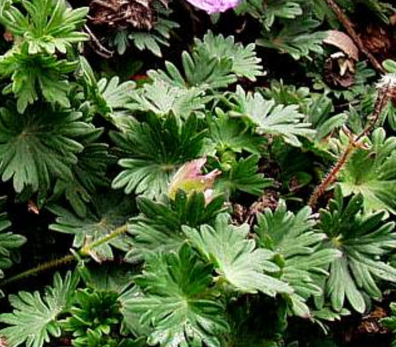 Geranium sanguineum