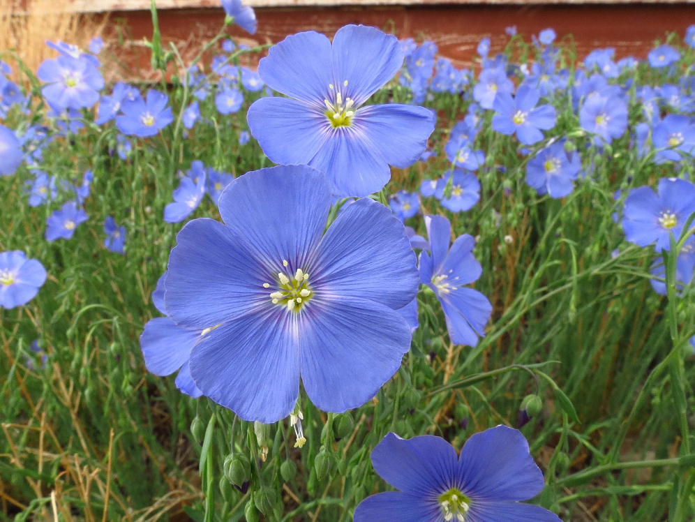 Linum lewisii