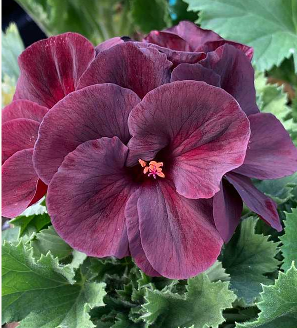 Pelargonium grandiflorum 'Aristo Black Velvet'