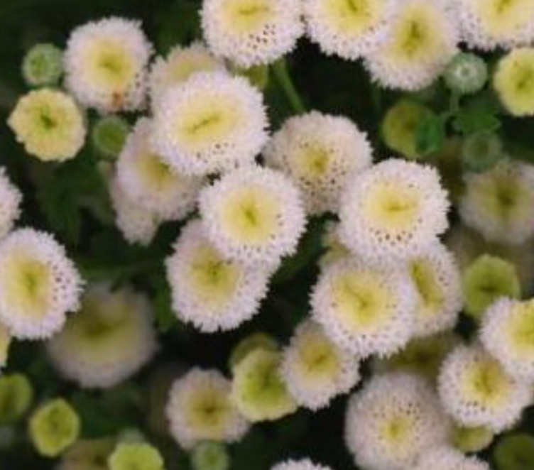 Tanacetum (Chrysanthemum) parthenium 'Virgo'