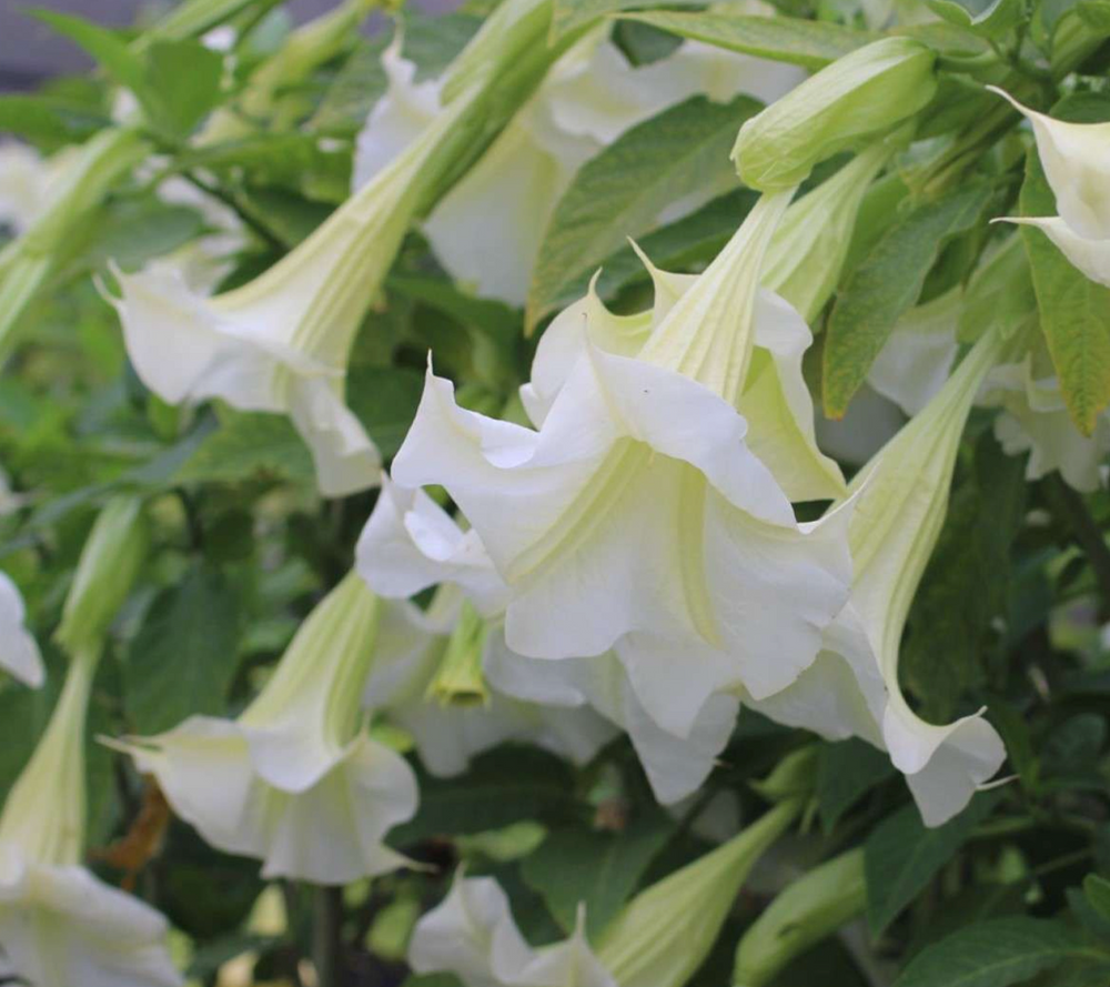 Brugmansia 'Betty Marshall'