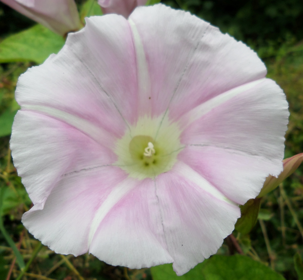 Calystegia sepium