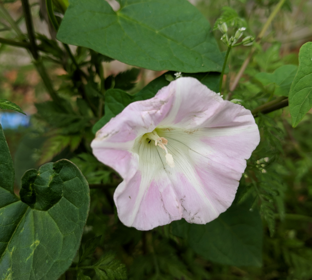 Calystegia sepium