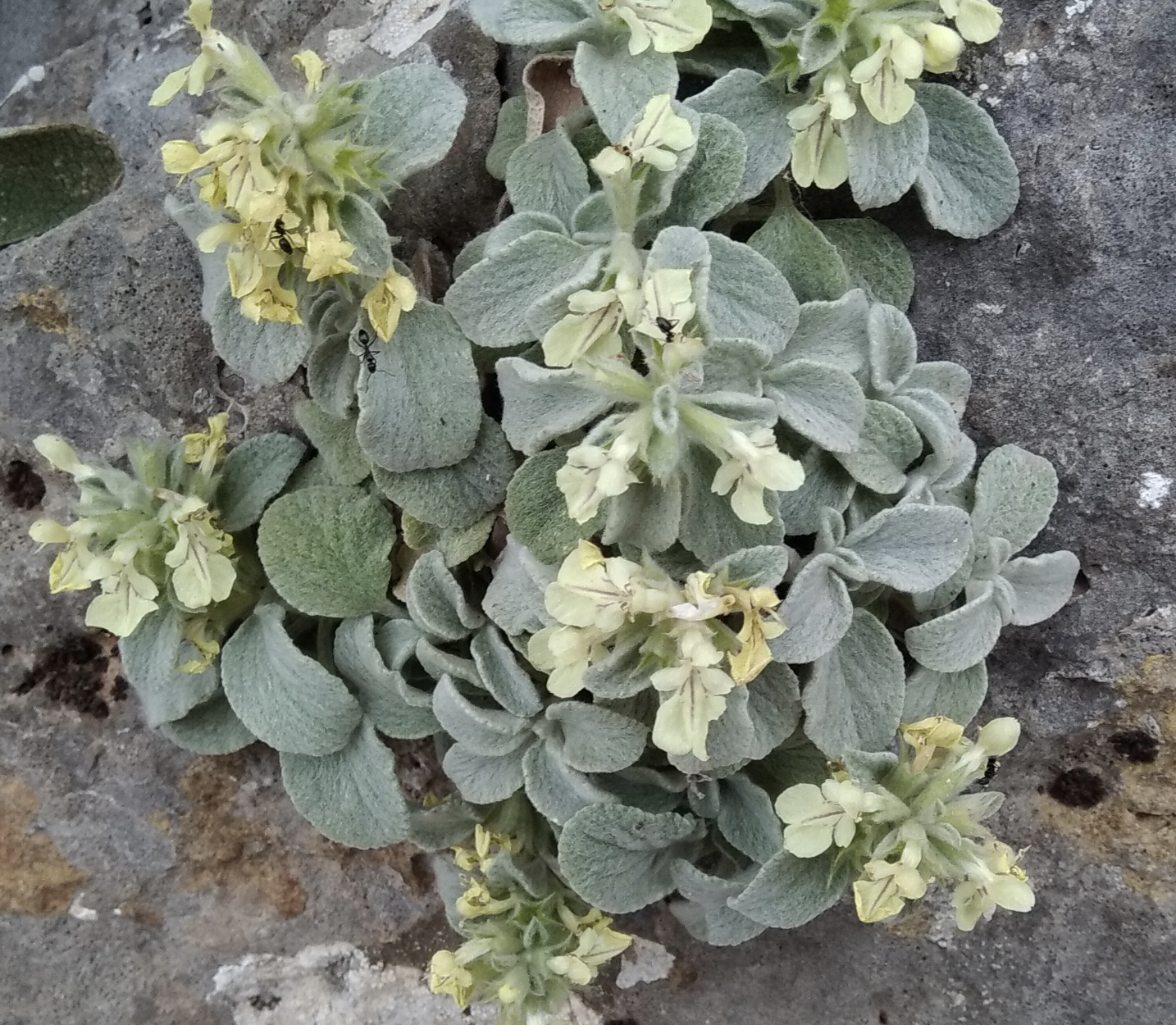 Stachys chrysantha