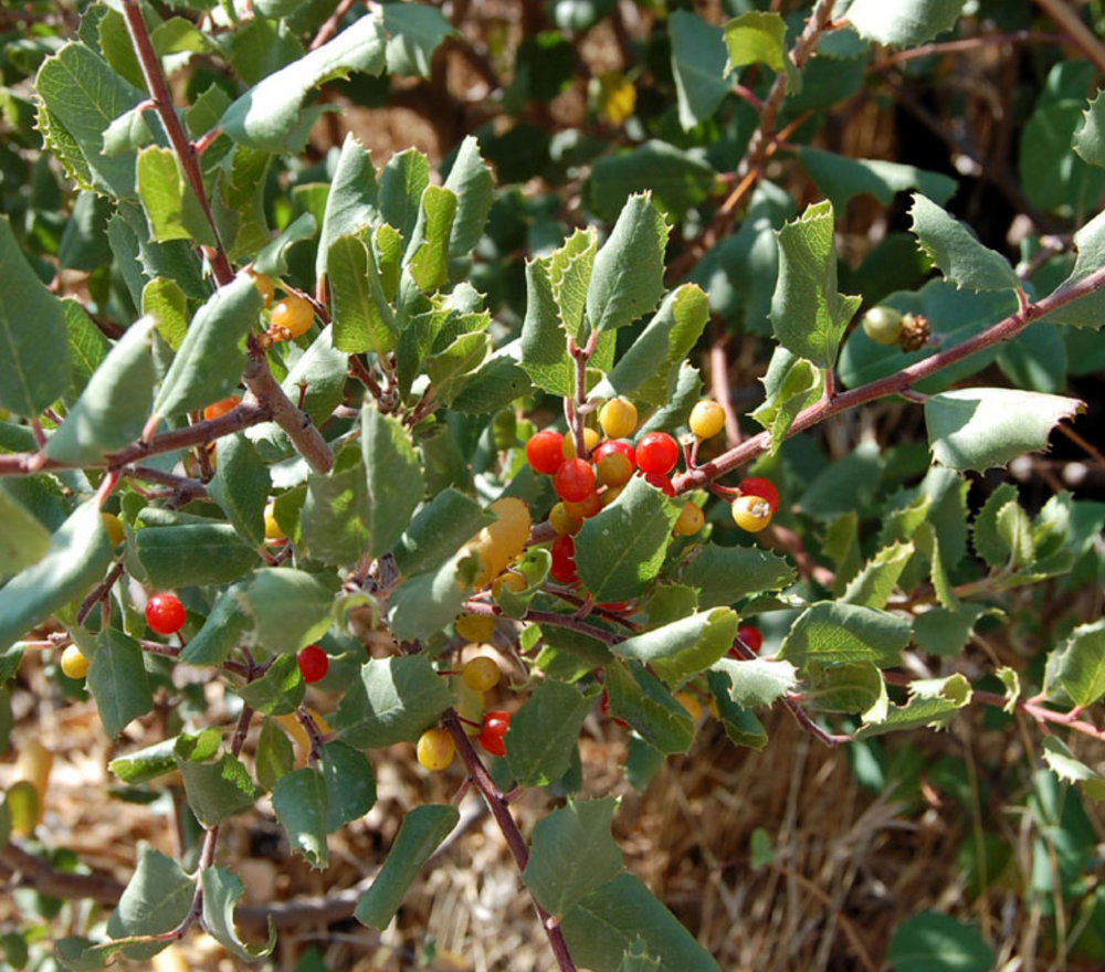 Rhamnus crocea