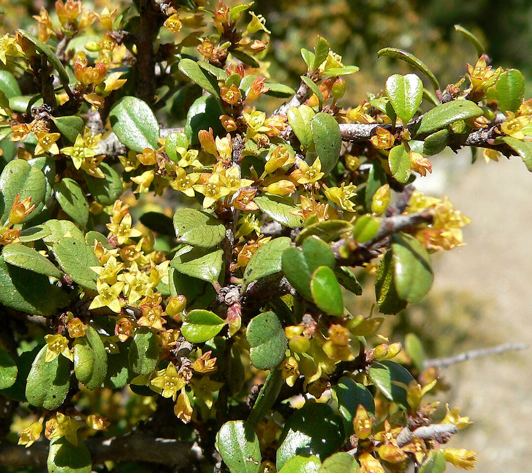 Rhamnus crocea