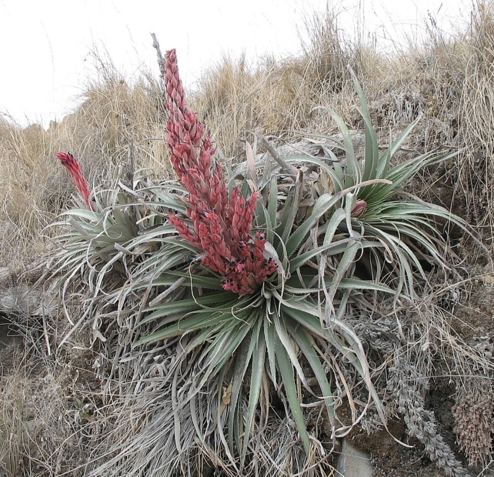 Puya dyckioides