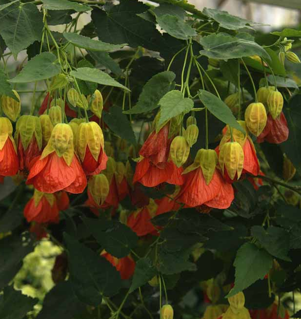 Abutilon 'Tangerine'