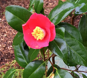 Camellia japonica 'Unryu'