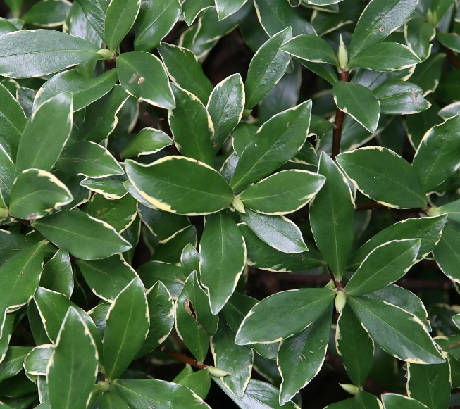 Daphne odora 'Aureomarginata'